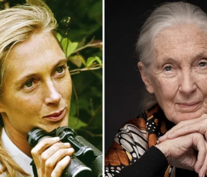Jane Goodall Net Worth: How Rich Was the Primatologist?