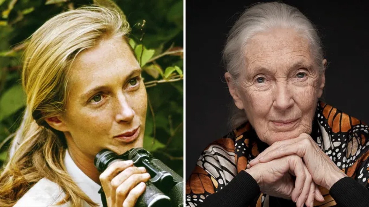 Jane Goodall Net Worth: How Rich Was the Primatologist?